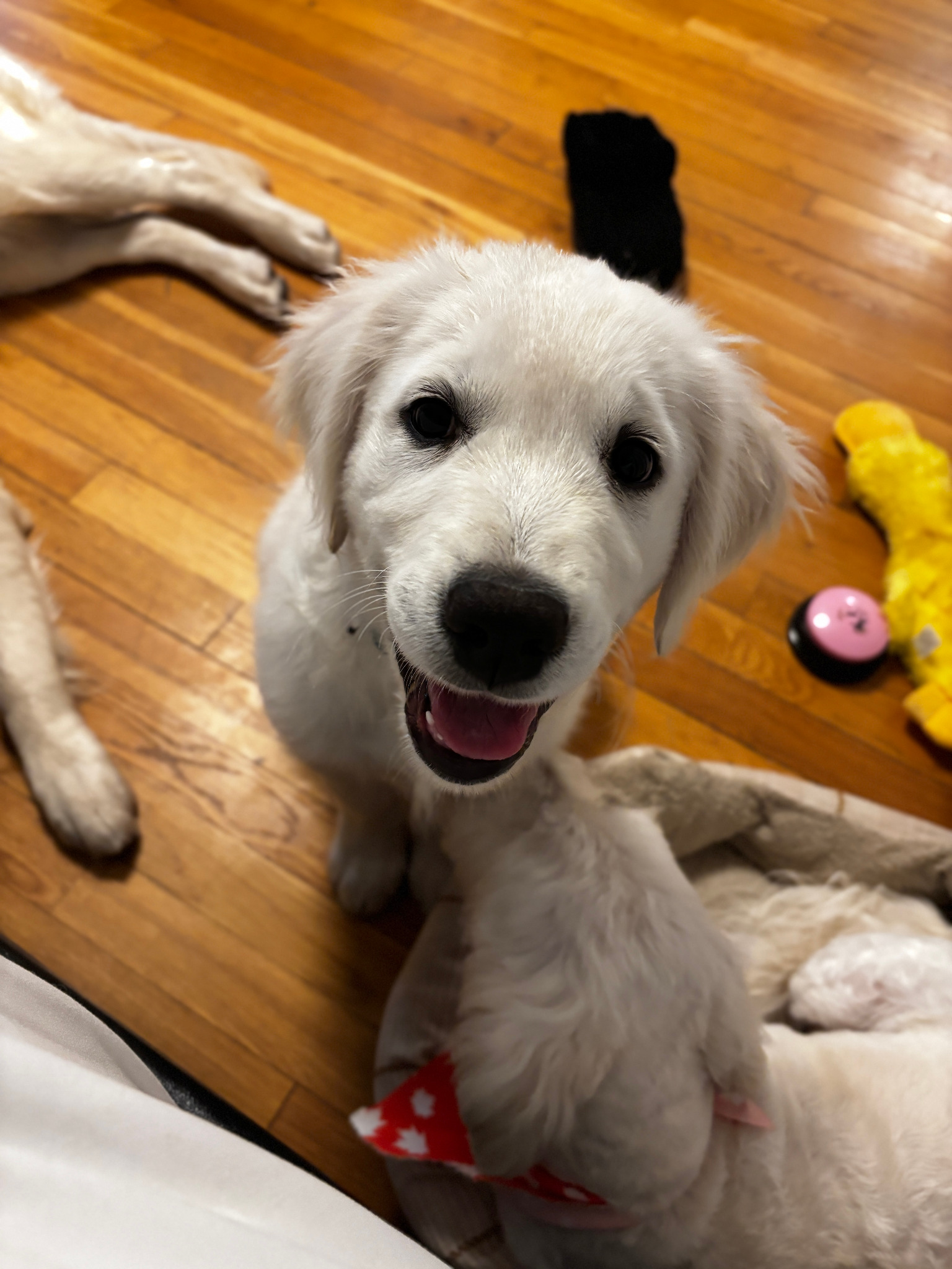 Mars puppy close-up