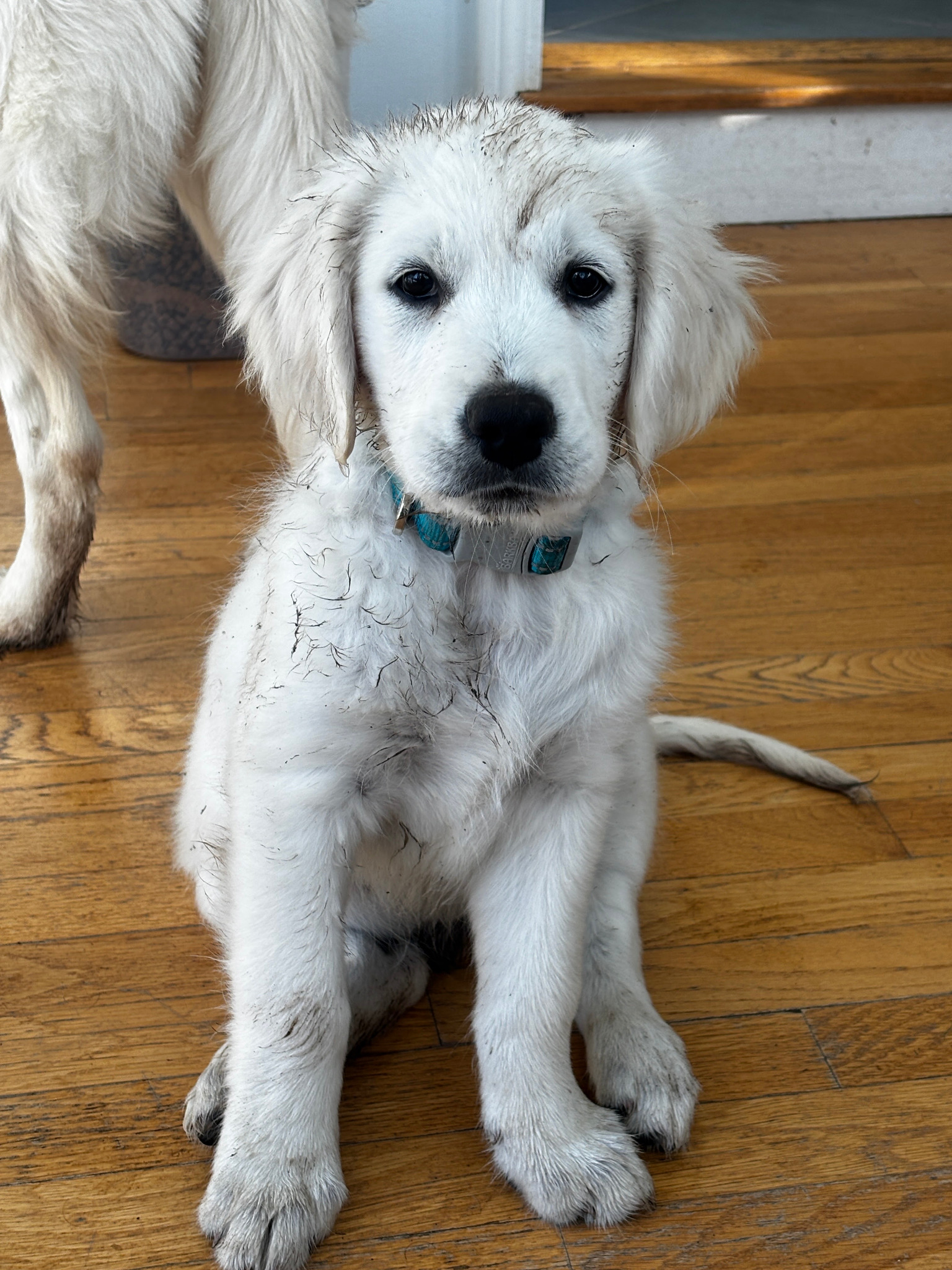 Mars with a muddy face