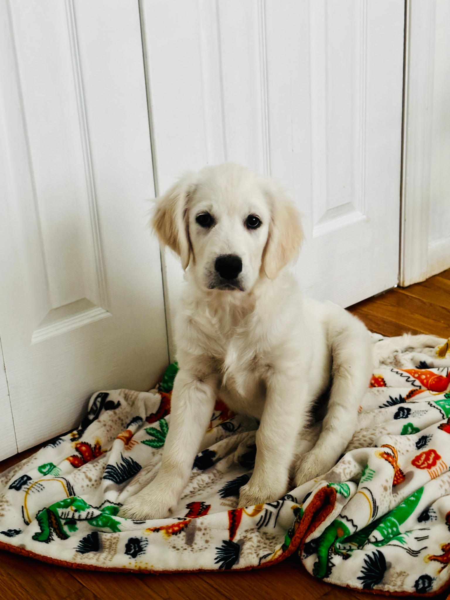 Mars as a young puppy