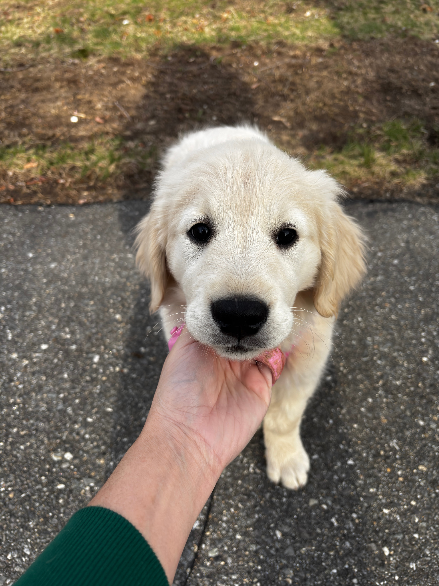 Mollie as a puppy