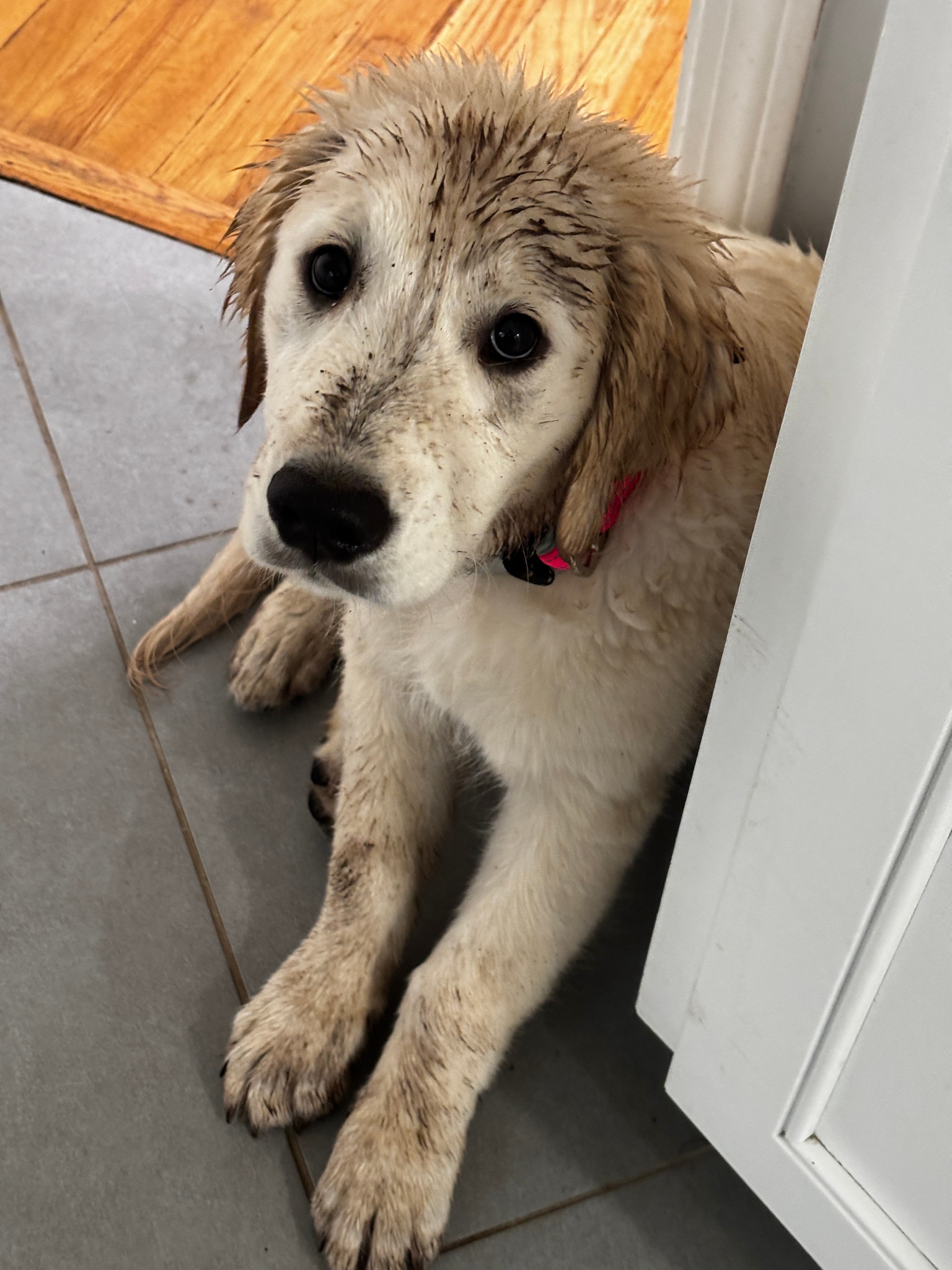 Mollie with a muddy face