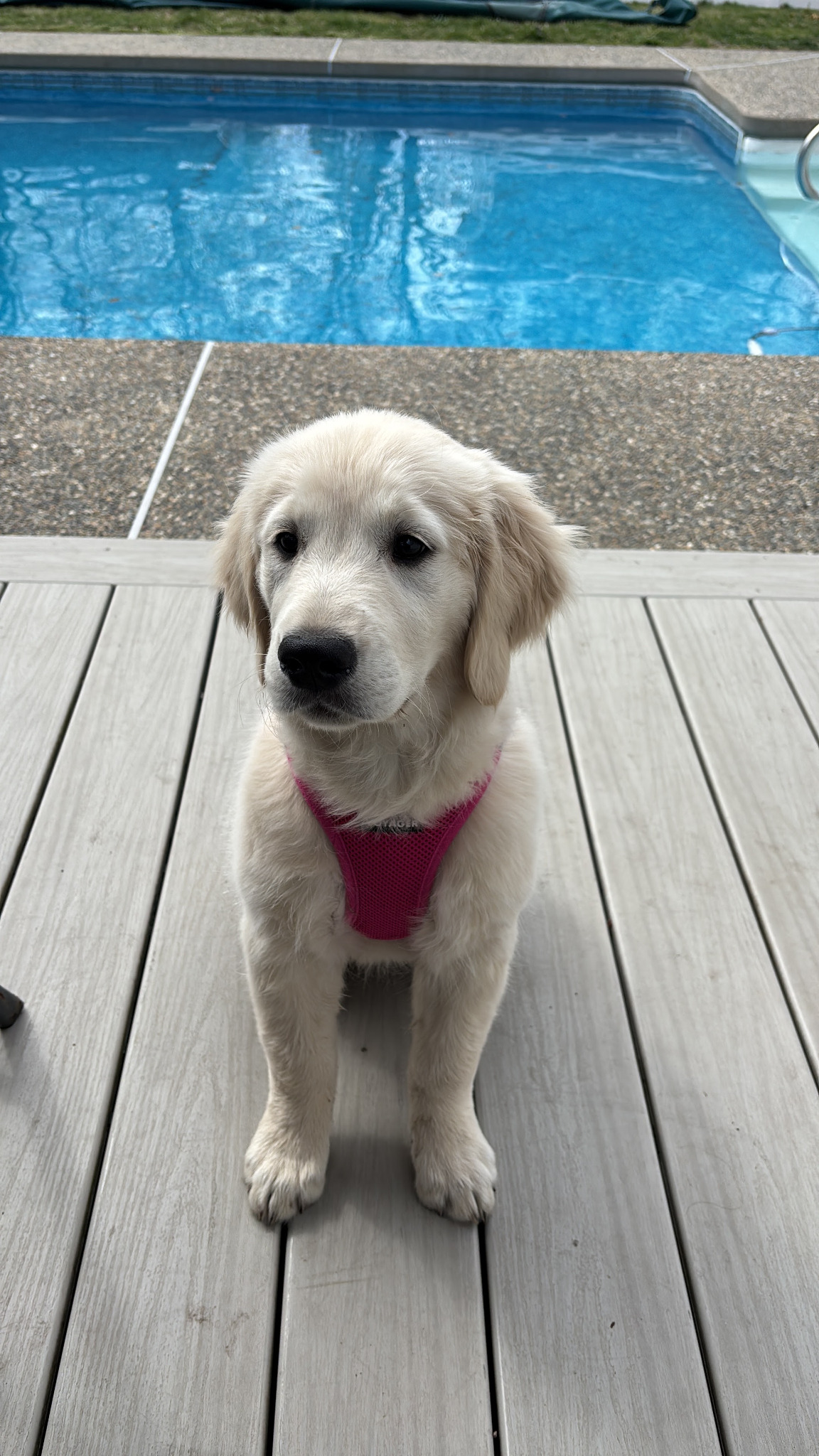 Mollie beside the pool